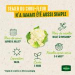 Potagères - Chou-Fleur Locris HF1 - Graines d'Exception - image